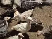 Turkeys — photo 2