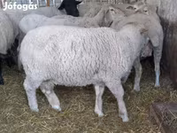 Ovan, White Suffolk sheep — fotografija 4