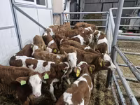 Goveda (partija, pol nije naveden), Simmental cattle — fotografija 1