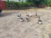 Geese — zdjęcie 2