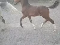 Caballo, Dutch warmblood horse — foto 2