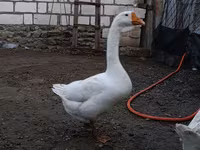 Geese — fotografija 3