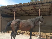 Pastuv, Karachay horse — fotografija 6
