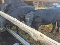 Kuh, Aberdeen-Angus — Foto 2