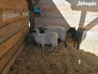 母羊, Racka sheep — 照片 4