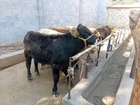 雄牛, Swiss cattle — 写真 2