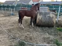 Айғыр, Dutch warmblood horse — 7-сурет