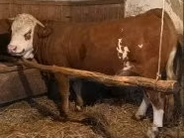 母牛, Simmental cattle