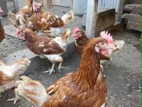 Chickens — 照片 4