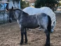 Yegua, Caballos — foto 1