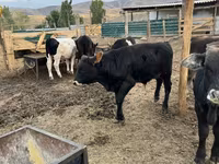 Bull, Swiss cattle — photo 7