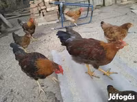 Chickens — Foto 1