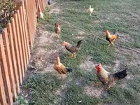 Chickens — photo 2