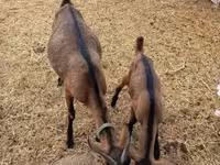 Cabro, Alpine goat — foto 7