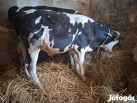 Bulle, Russian Black pied cattle — Foto 1
