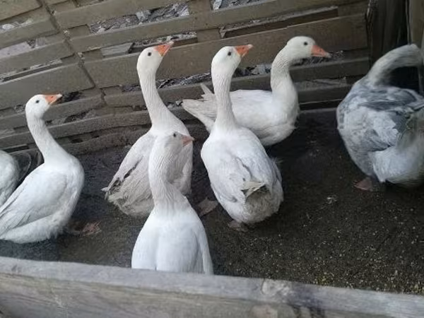 Geese