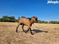 Cabro, Cabras — foto 1