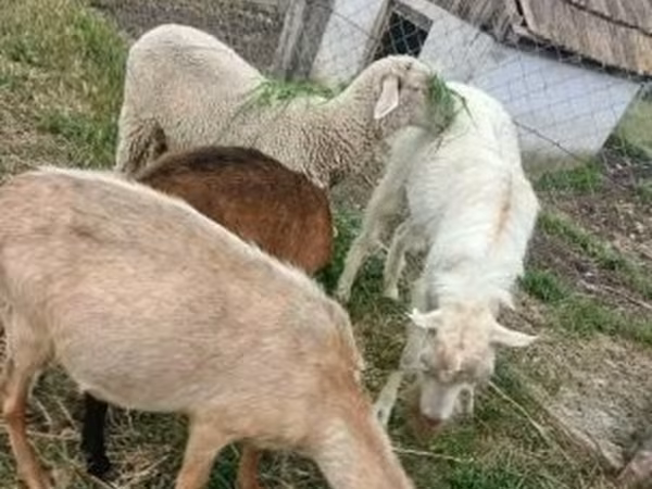 Bélier, Merino sheep — Hongrie