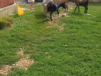 Bode, Cabras — foto 2