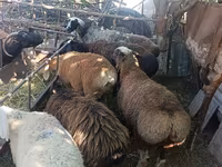 Ovelha, Rhon sheep — foto 4