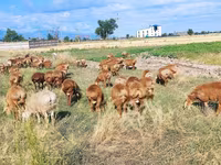Sheep, Sheep — photo 4