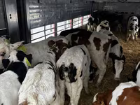 Bik, Simmental cattle — fotografija 2