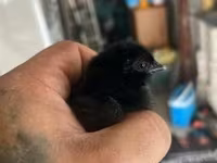 爪哇黑鸡 — 照片 2