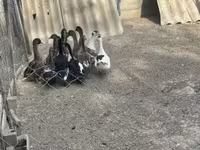 Ducks — photo 5
