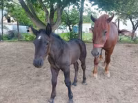 Égua, Hungarian horse breed — foto 1