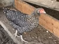 Chickens — الصورة 2