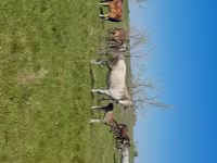 Égua, Kazakh horse — foto 2