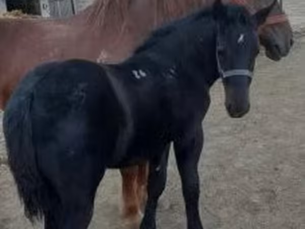 Cavalo, Cavalos