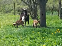 Goat, Goats — photo 1