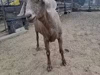 母羊, Sheep — 照片 4