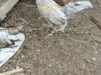 Chickens — foto 1