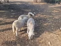 Qoç, Qoyunlar — foto 2