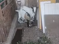 Jarac, Dutch Landrace goats — fotografija 5