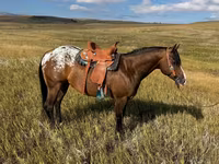 Pastuv, Horses of Sable Island — fotografija 2