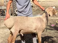 Moutons (lot, sexe non indiqué), Moutons — photo 3