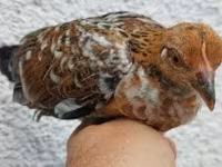 Chickens — الصورة 6