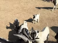 母山羊, Dutch Landrace goats — 照片 6