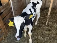 公牛, Holstein breed — 照片 3