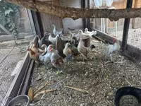 Gollandiya bantam — 3-rasm