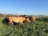 Pastuv, Bashkir horse — fotografija 1