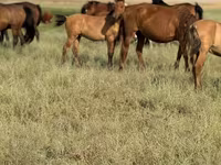 公马, Kazakh horse — 照片 7