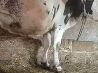Bovinos (lote, sexo no especificado), Russian Black pied cattle — foto 1