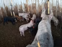 猪（批次，未指定性别）, Pigs — 照片 3