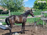 Horse (M), Hungarian horse breed — photo 1