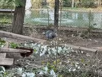 Guinea fowl — Foto 2
