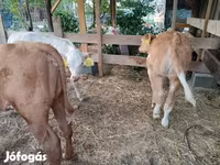 Touro, Simmental cattle — foto 5